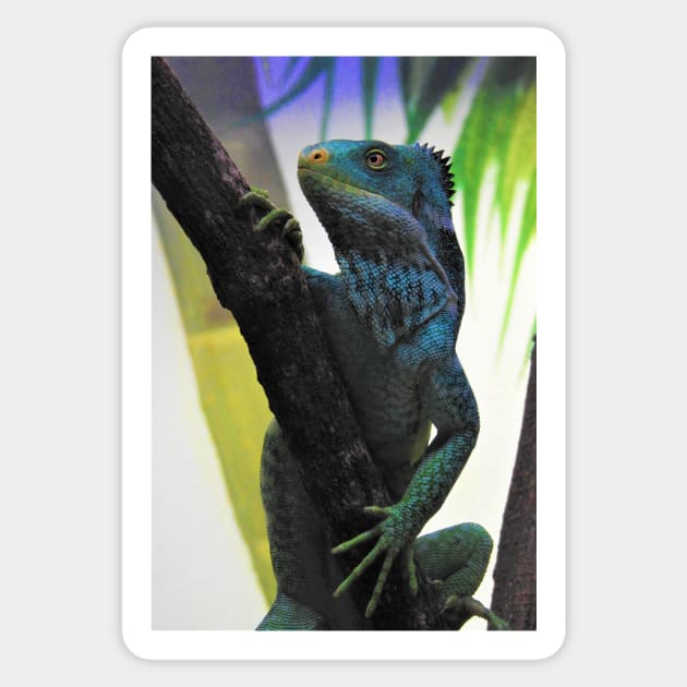 Fijian Crested Iguana Sticker by kirstybush